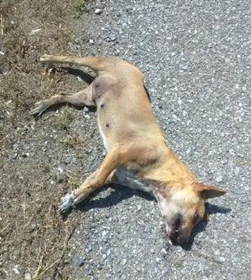 dead doggy (2).jpg